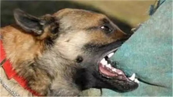 كلب مسعور يعقر 7 مواطنين في أسيوط.. والطب البيطري: فرق طبية لاتخاذ إجراءات وقائية