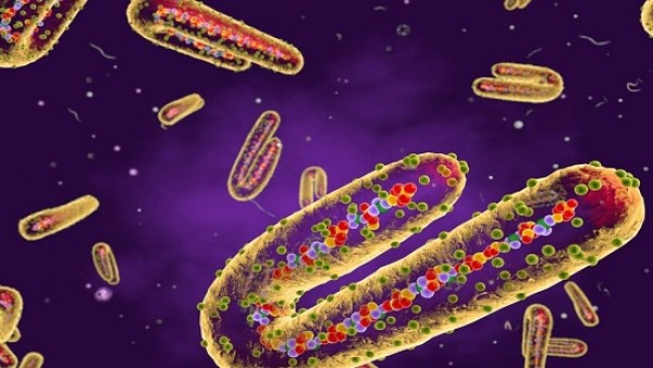 إثيوبيا تعلن تفشي وباء فيروس "ماربورغ" الخطير .. الصحة العالمية : من أخطر مسببات الحمى النزفية الفيروسية