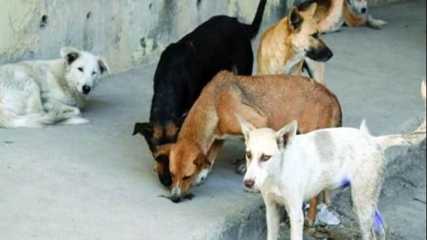 مراد مكرم يوجه نصيحة لـ متابعيه بشأن تربية الكلاب.. تفاصيل