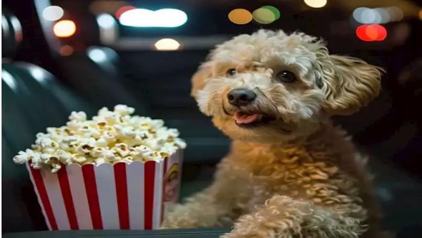 صور ..أغرب سينما في العالم.. تفتح أبوابها للكلاب أسبوعيا لمشاهدة الأفلام