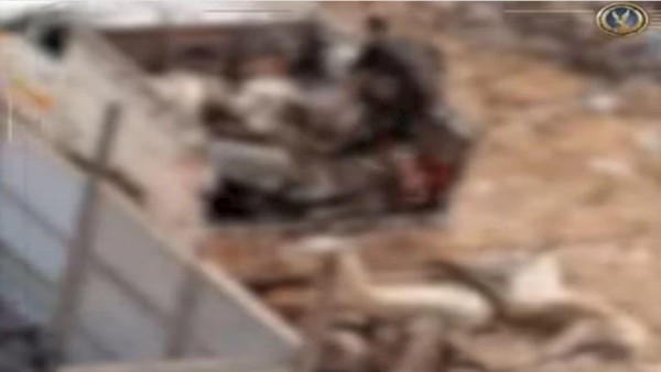 فيديو ذ*بح "حمير" يثير الجدل بالمنوفية.. والداخلية تكشف التفاصيل