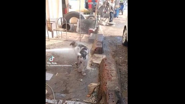 «ربنا يكتّر من أمثالك».. إنسانية صاحب مغسلة سيارات مع كلب تثير تفاعلا واسعا (فيديو)