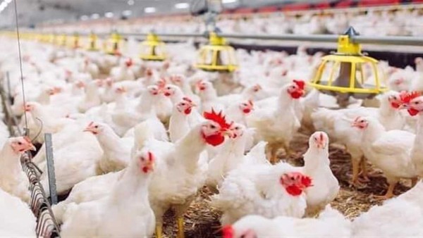 ما حقيقة الفيروس الخطير الذي أصاب مزارع الدواجن؟ «منتجي الدواجن» يكشف (فيديو)