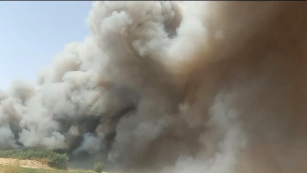 حريق هائل في الغابة الشجرية بقنا .. صور