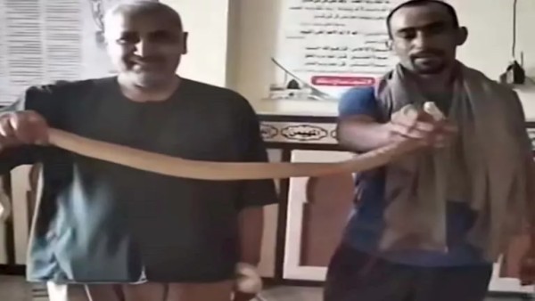 ثعبان في الجامع.. لحظة اصطياد "كوبرا" داخل مسجد بالبحيرة- صور