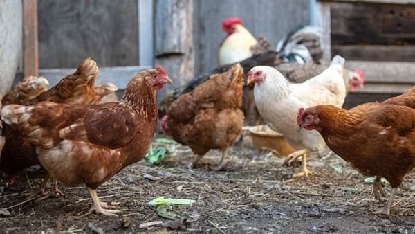 الدواجن تسعد المصريين صباح اليوم الخميس