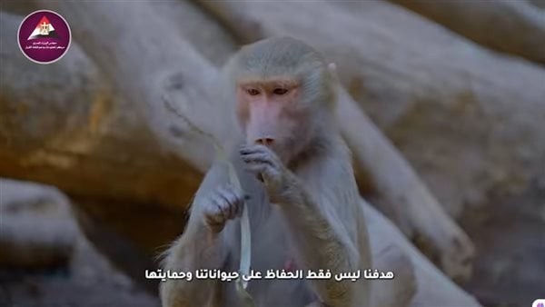 ردا علي شائعات نفوق الأسود والنمور، مجلس الوزراء يذيع فيديو للخبراء الأجانب بحديقة الحيوان