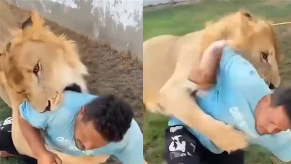 أول تعليق من صاحب المزرعة الليبي والعامل المصري على فيديو الأسد (فيديو)