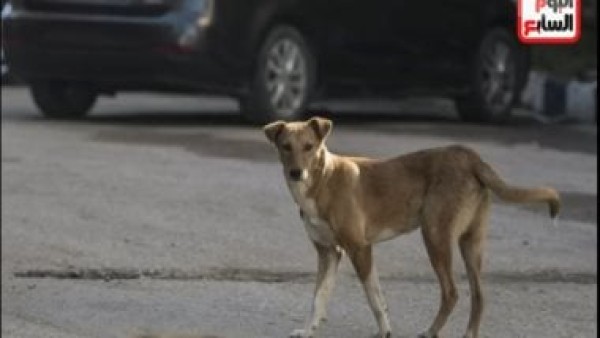 الإصابات بالمليون والعلاج بالمليار.. الصحة تحذر من ارتفاع حالات عقر الكلاب الضالة
