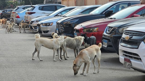 محافظة القاهرة تستقبل العروض الفنية والمالية لإنشاء مأوى للكلاب الضالة