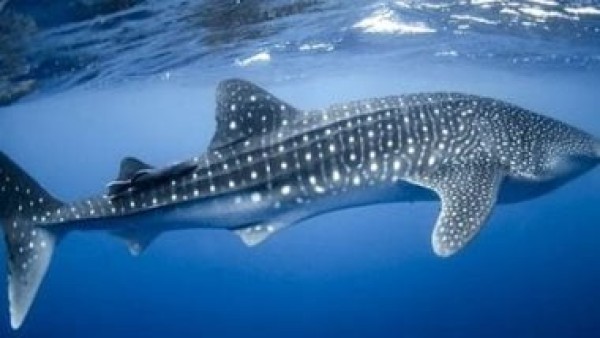10 معلومات عن القرش الحوتى عملاق البحار اللطيف بعد صيده بطريقة وحشية