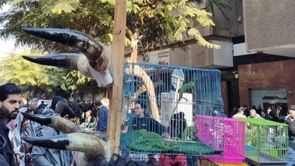 ضبط طيور وحيوانات برية محظور تداولها بسوق ديانا بالأزبكية