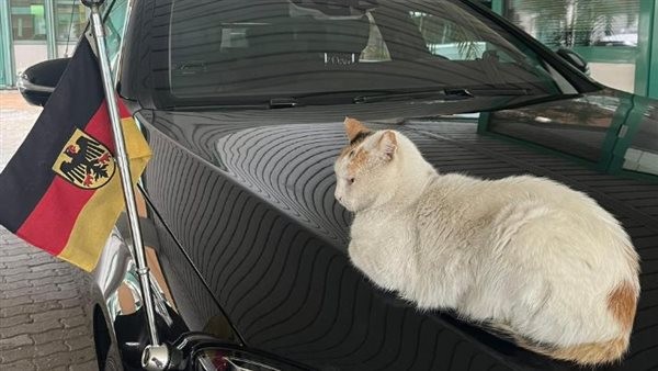 بعد إذن القطة السفير عنده معاد مهم، السفارة الألمانية تداعب قطة مصرية، والمصريون: إدوها الجنسية